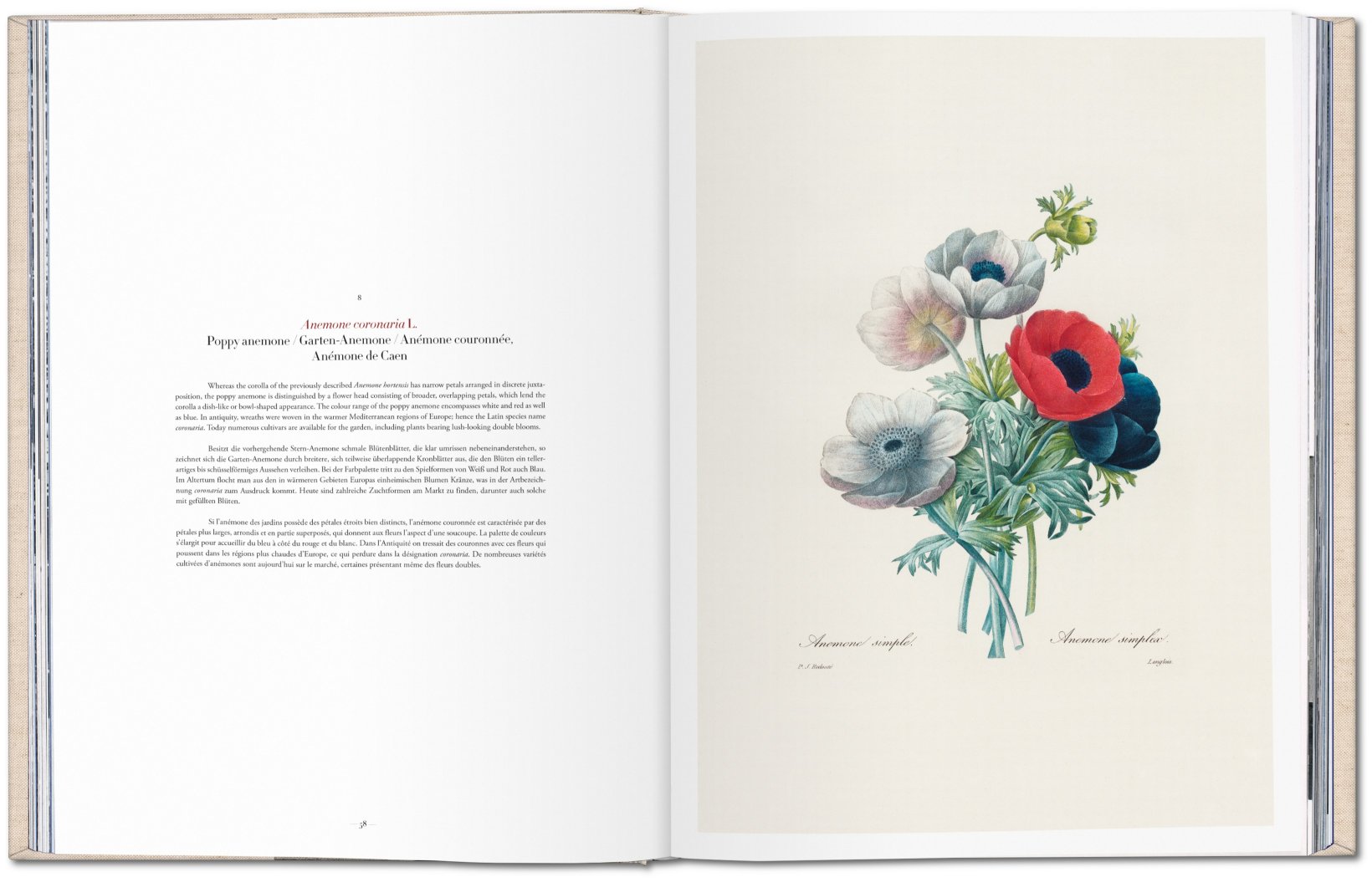 Redouté - Choix des plus belles fleurs ( Imagem 2 de 4 ) - Preview