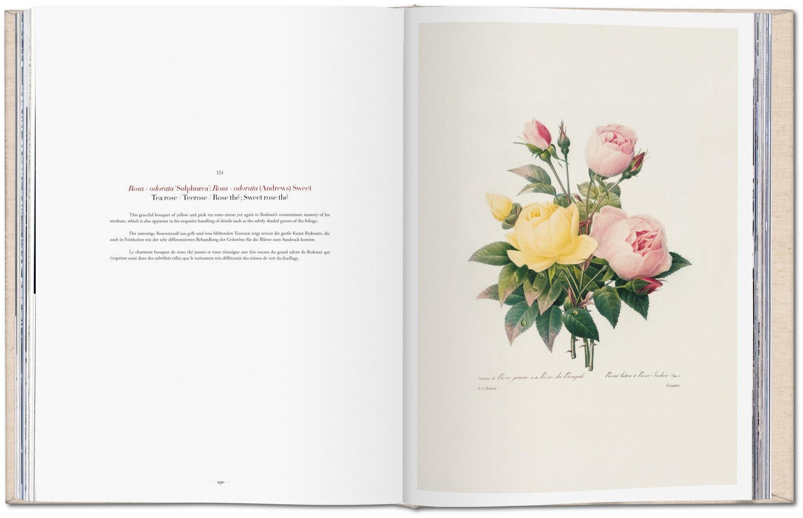 Redouté - Choix des plus belles fleurs ( Imagem 4 de 4 ) - Preview
