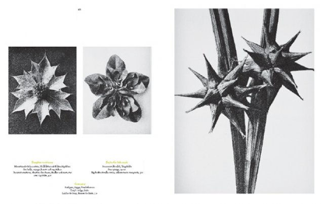 Karl Blossfeldt ( Imagem 2 de 4 ) - Preview