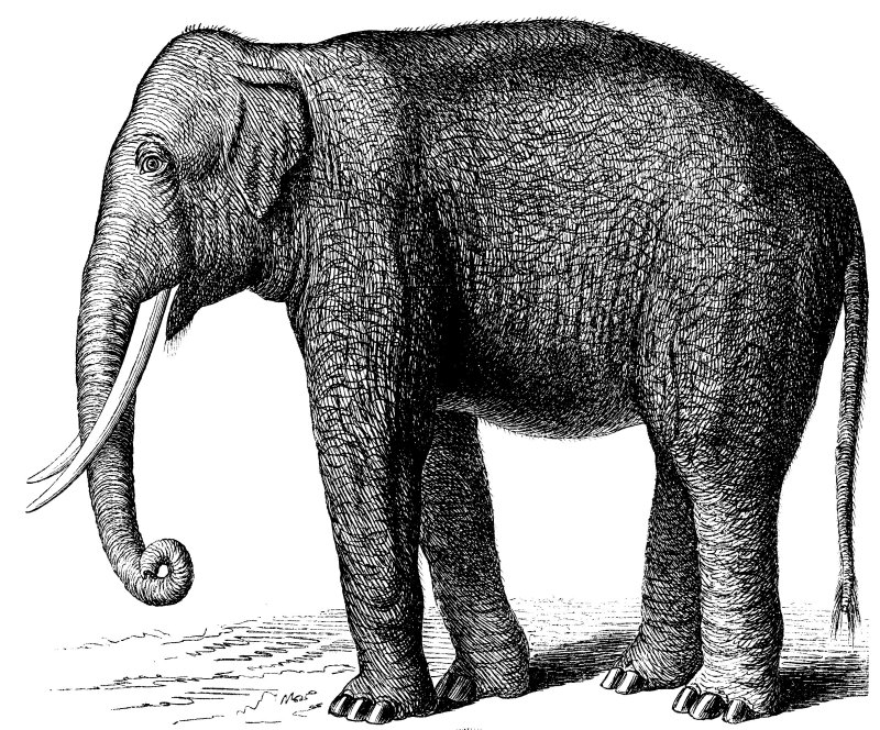 5000 Animals (Inclui 4 CD-Rom) ( Imagem 3 de 3 ) - Preview