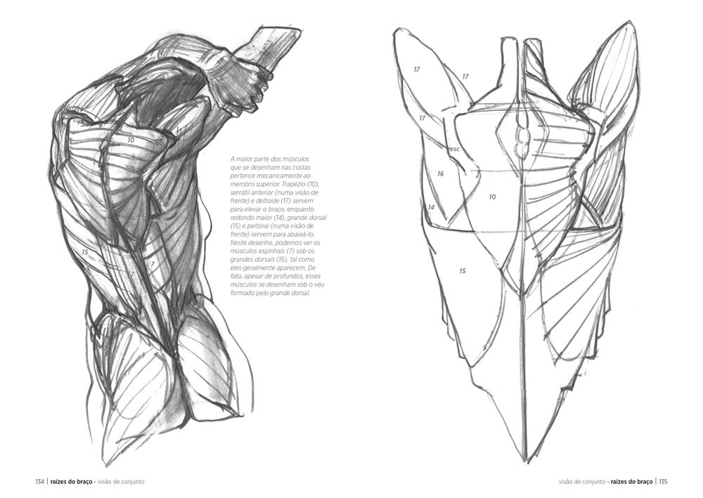 Anatomia Artística ( Imagem 2 de 4 ) - Preview