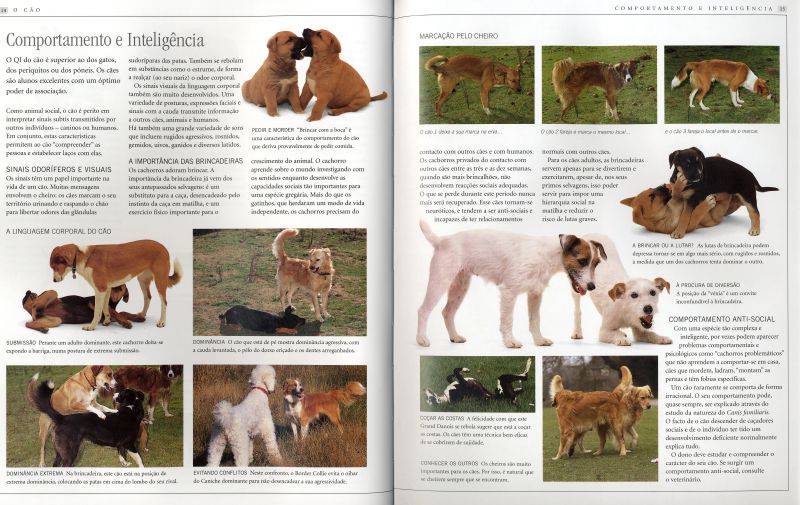 Grande Livro do Cão ( Imagem 2 de 4 ) - Preview