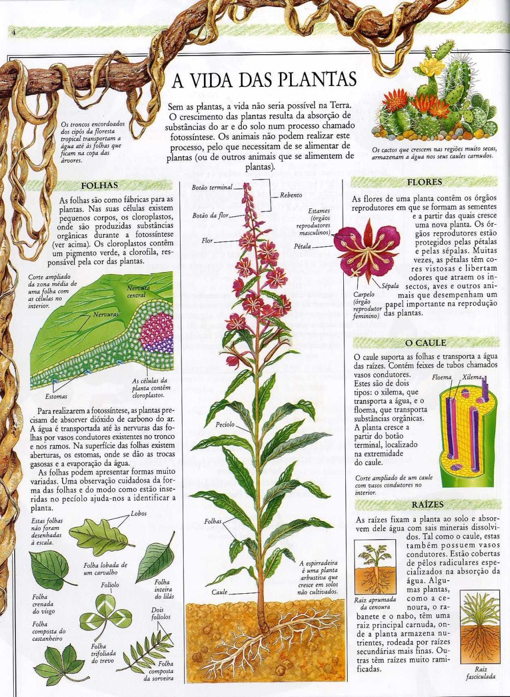 Enciclopédia Ilustrada - O Mundo da Natureza ( Imagem 2 de 2 ) - Preview