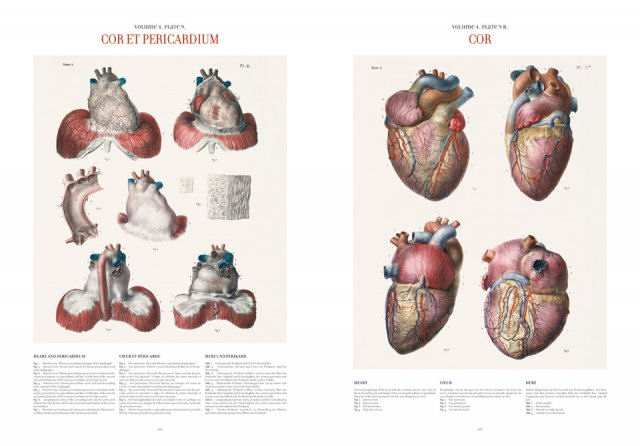 Atlas of Human Anatomy and Surgery ( Imagem 2 de 4 ) - Preview