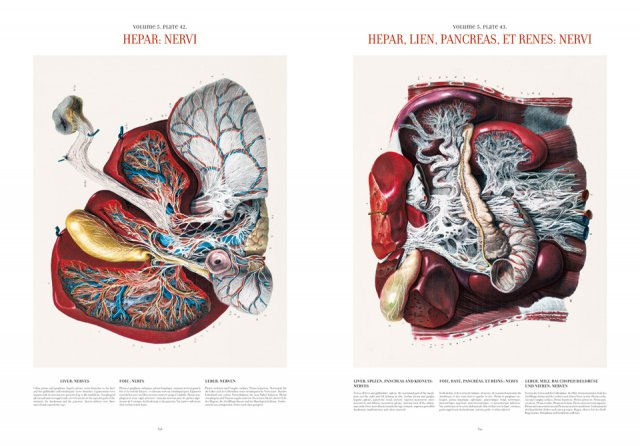 Atlas of Human Anatomy and Surgery ( Imagem 3 de 4 ) - Preview
