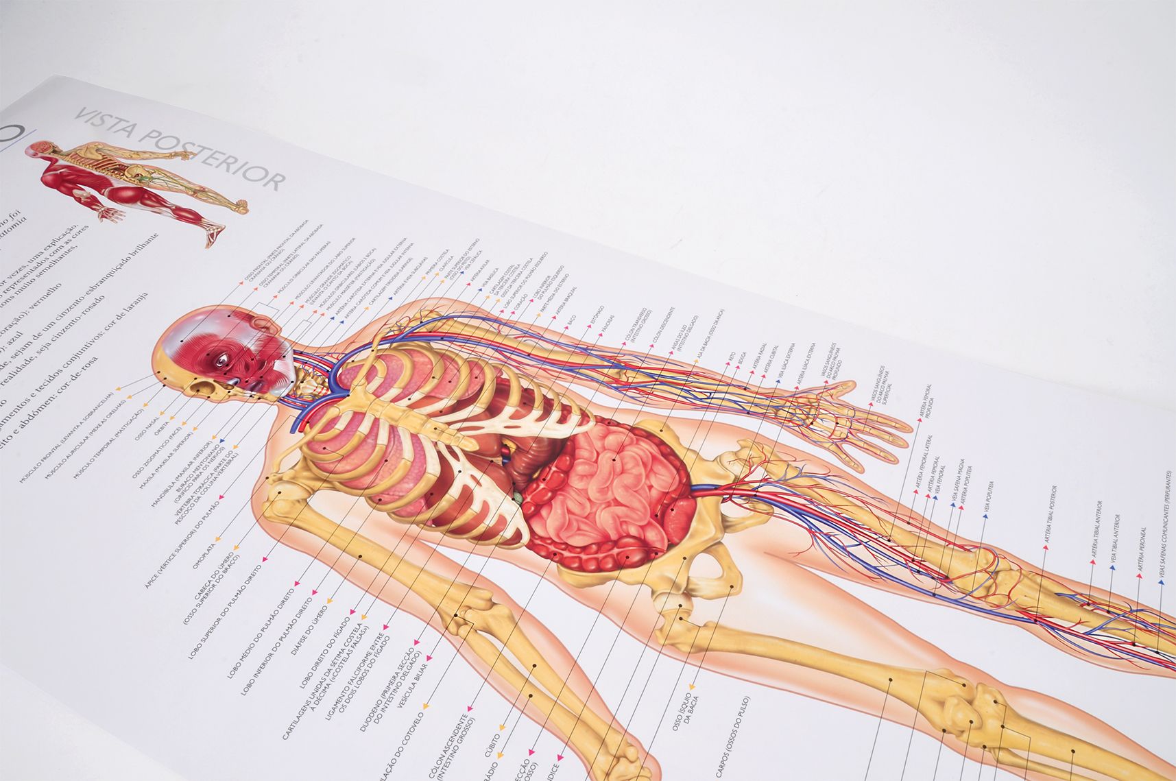 Descobre o Corpo Humano ( Imagem 2 de 2 ) - Preview