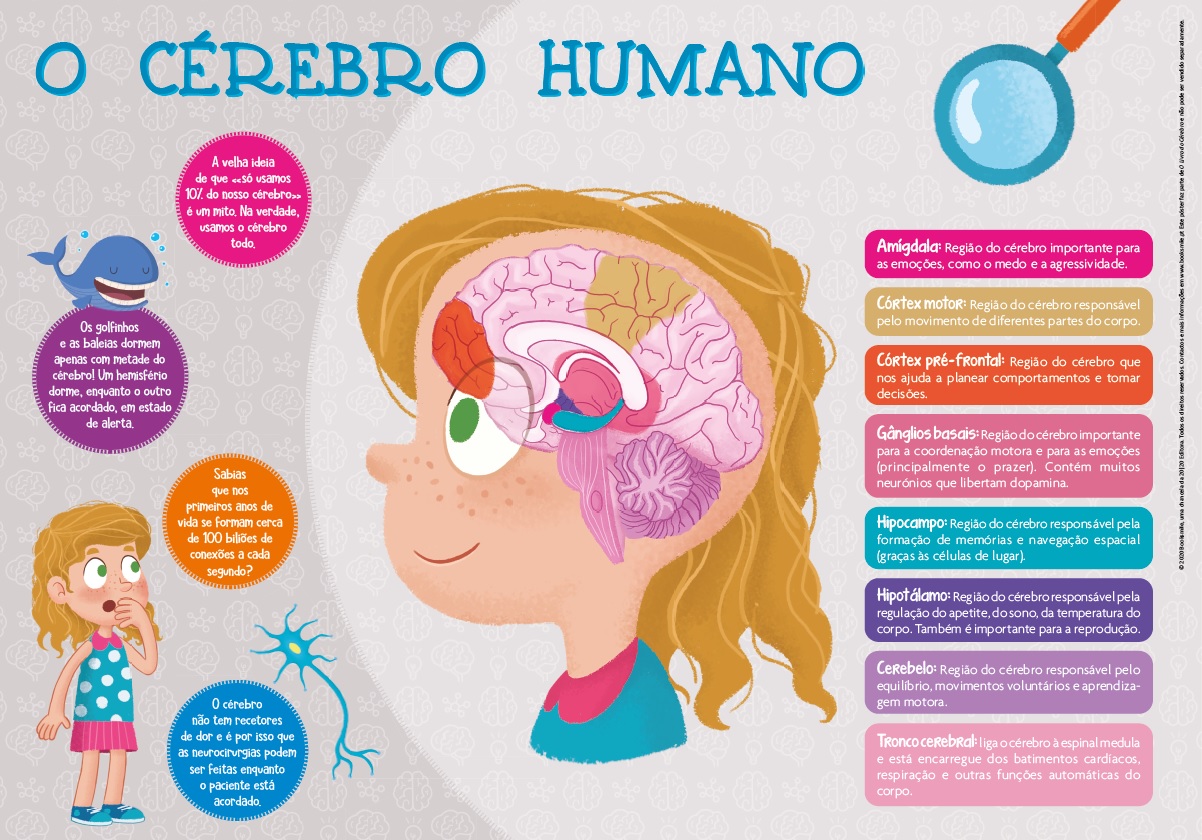 O Livro do Cérebro ( Imagem 2 de 2 ) - Preview