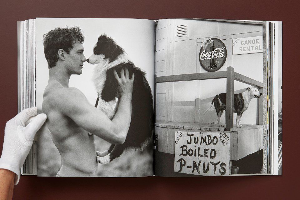 The Golden Retriever Photographic Society ( Imagem 2 de 3 ) - Preview