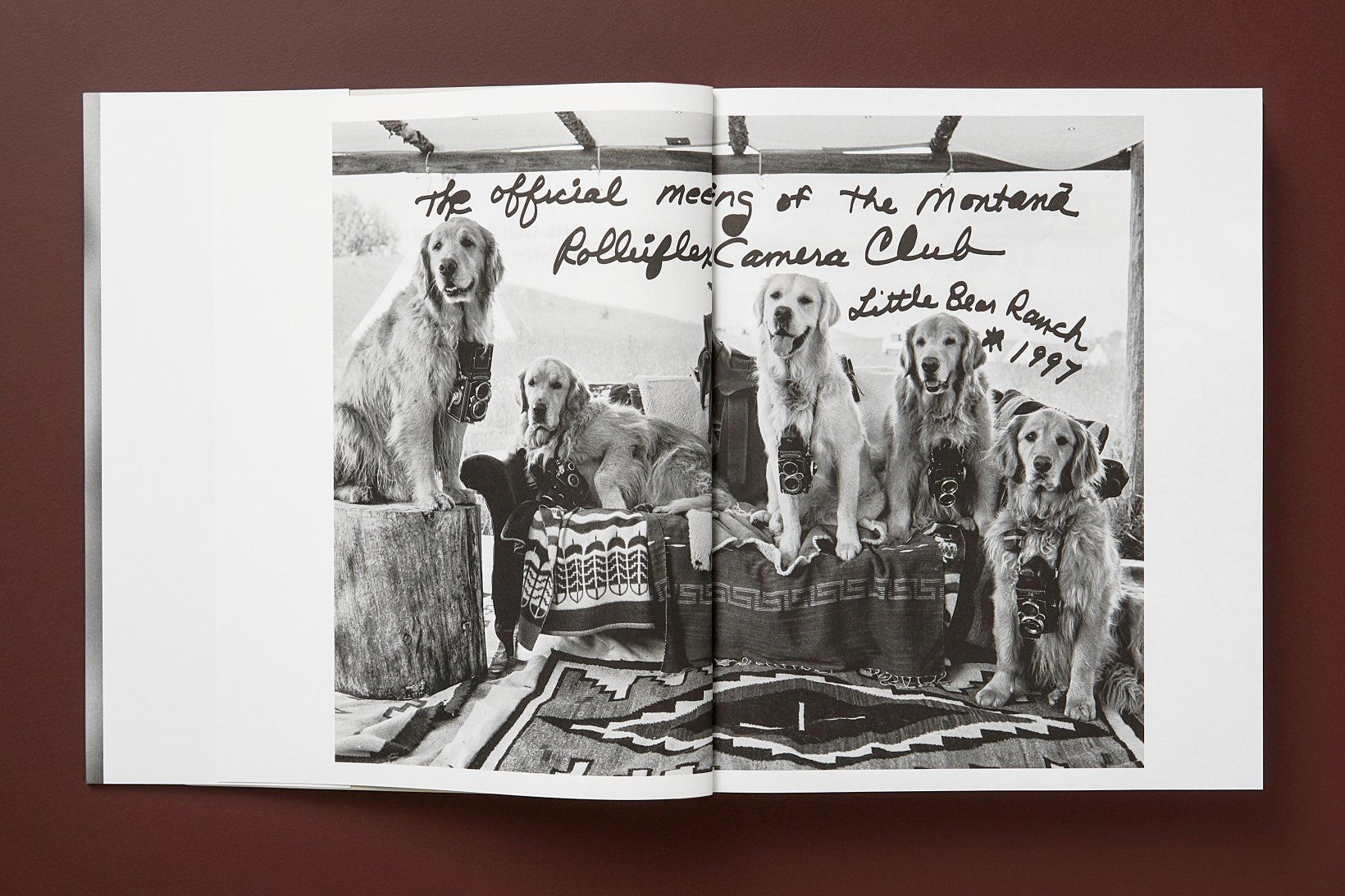 The Golden Retriever Photographic Society ( Imagem 3 de 3 ) - Preview