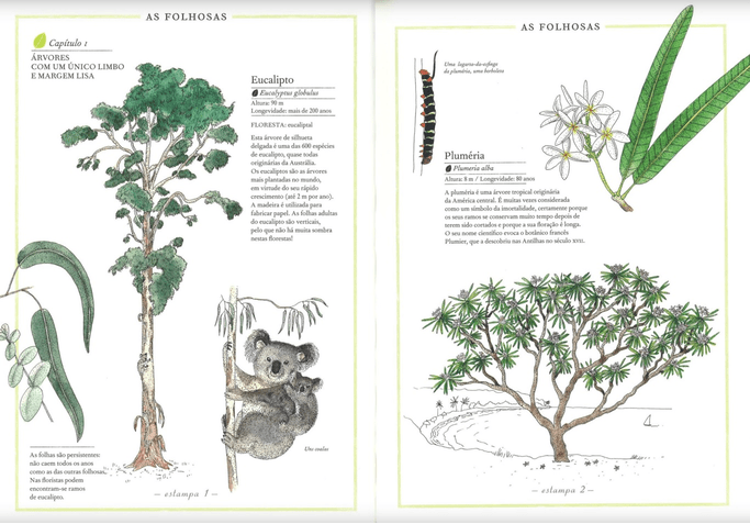 Inventário Ilustrado das Árvores ( Imagem 2 de 2 ) - Preview