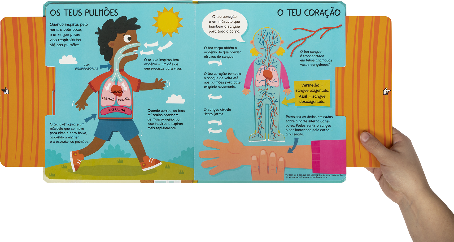 Observa e aprende - O meu corpo ( Imagem 3 de 3 ) - Preview