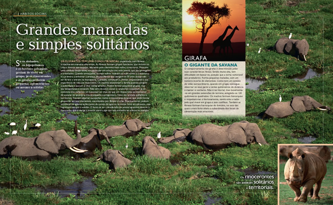 Grandes Mamíferos ( Imagem 3 de 4 ) - Preview