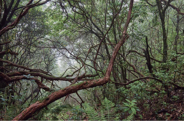 Terra Mineral - Terra Vegetal ( Imagem 3 de 5 ) - Preview