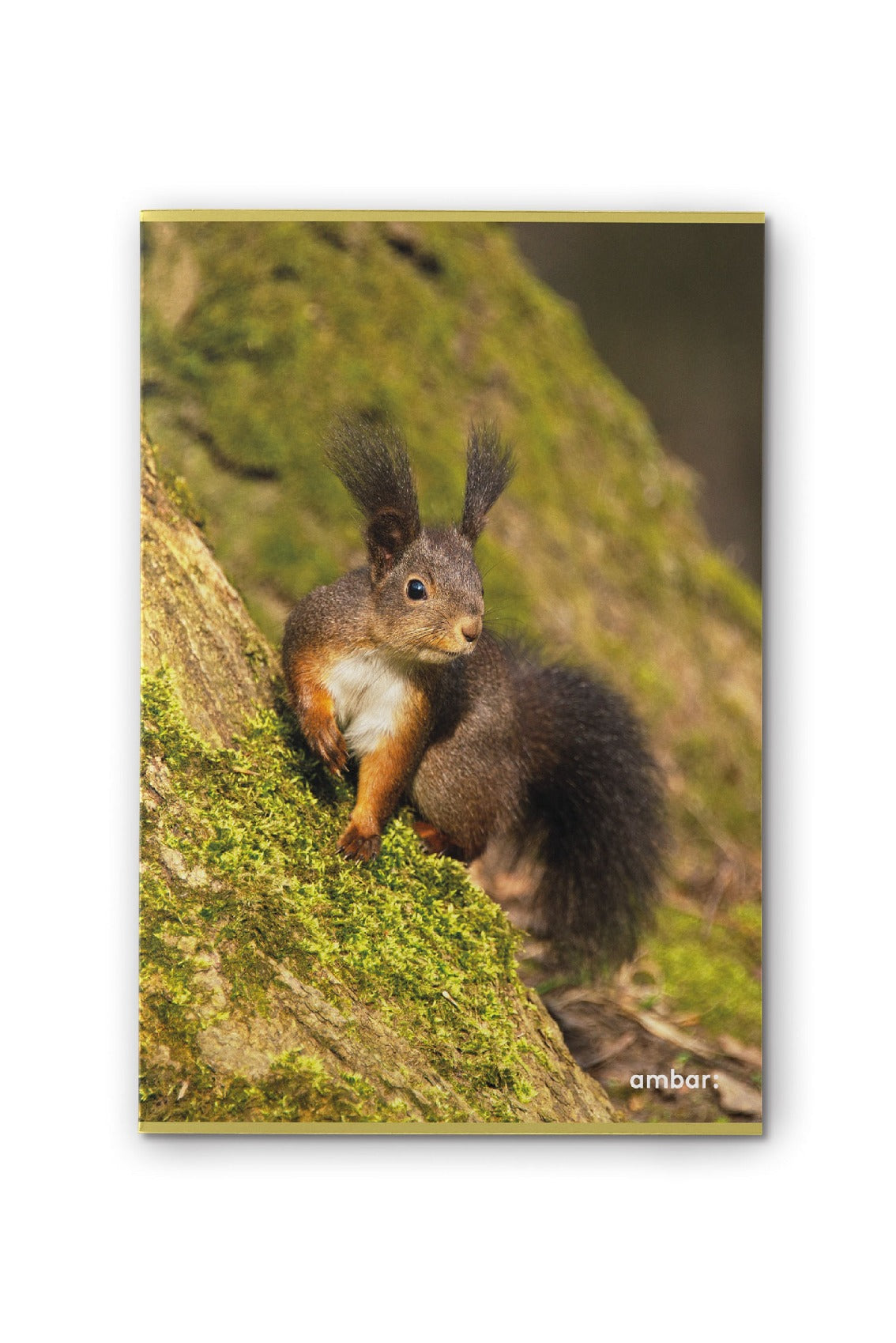 Caderno Agrafado Wild Life A4 48F 90G Pautado ( Imagem 2 de 7 ) - Preview