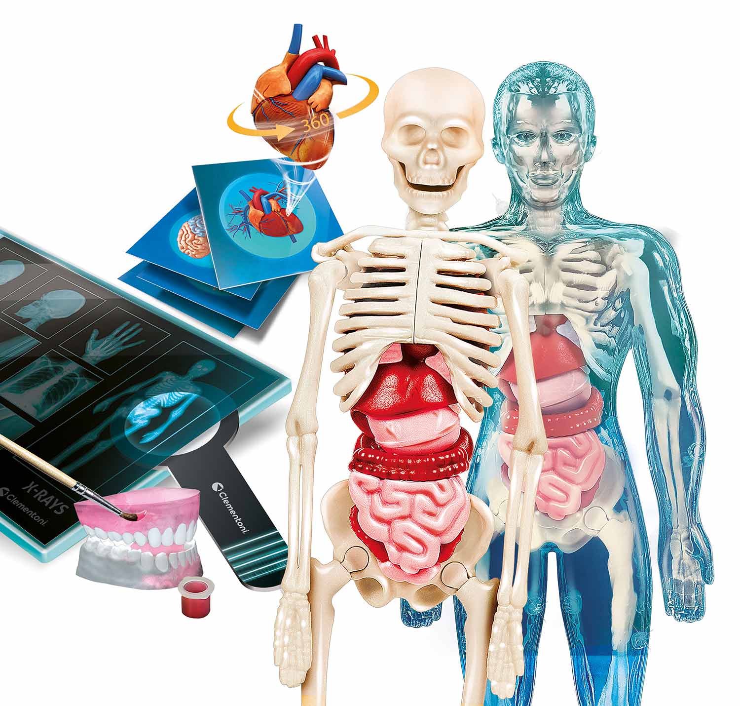 Super Anatomia ( Imagem 2 de 3 ) - Preview