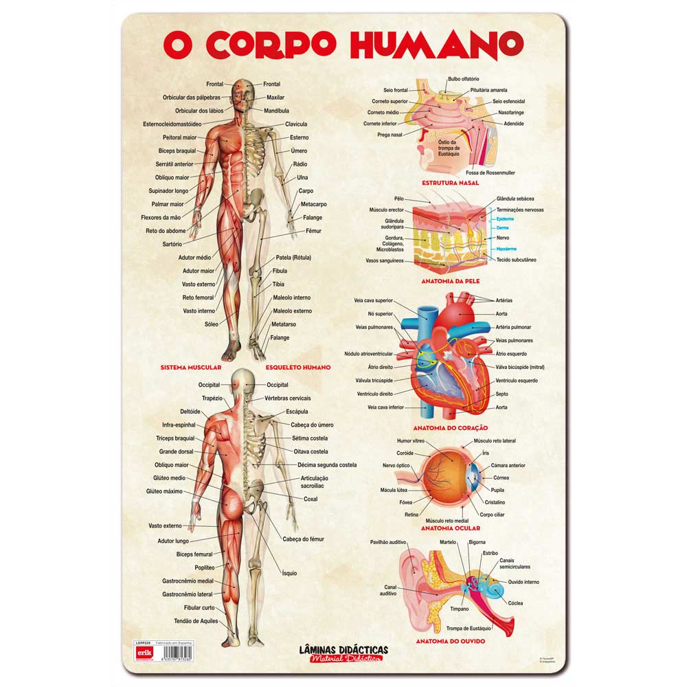 Base Didatica O Corpo Humano 60X40Cm Ldpp-225 ( Imagem 2 de 2 ) - Preview