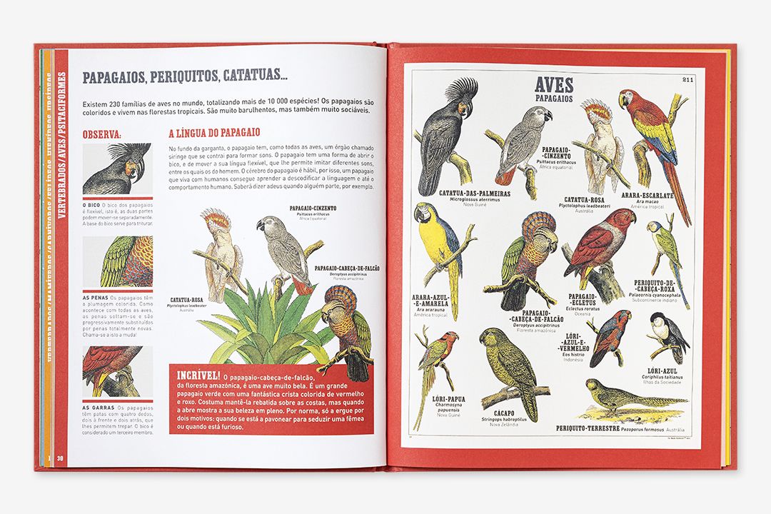 O Grande Livro dos Animais ( Imagem 3 de 3 ) - Preview