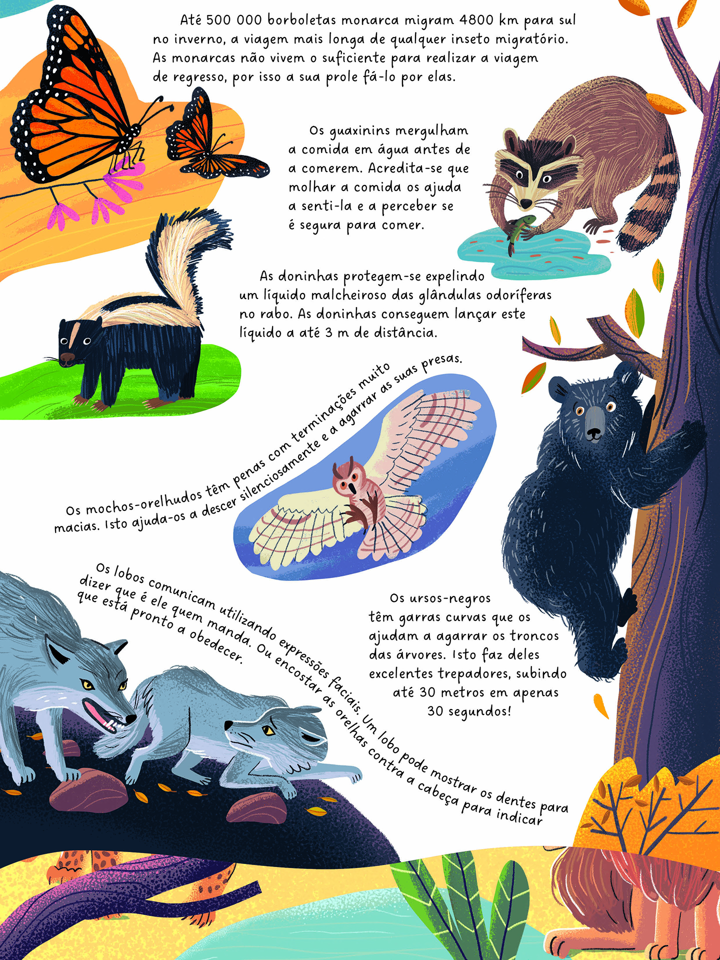 Animais Extraordinários ( Imagem 2 de 2 ) - Preview