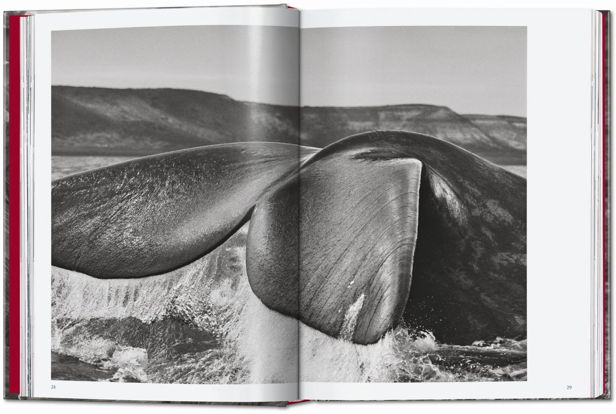 Sebastião Salgado - Genesis ( Imagem 2 de 5 ) - Preview