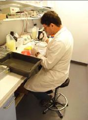 Biologia e Biólogos em Portugal ( Imagem 4 de 4 ) - Preview